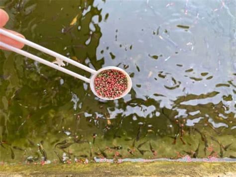 best guppy food|Top 15 Best Foods for Guppies in 2023 .